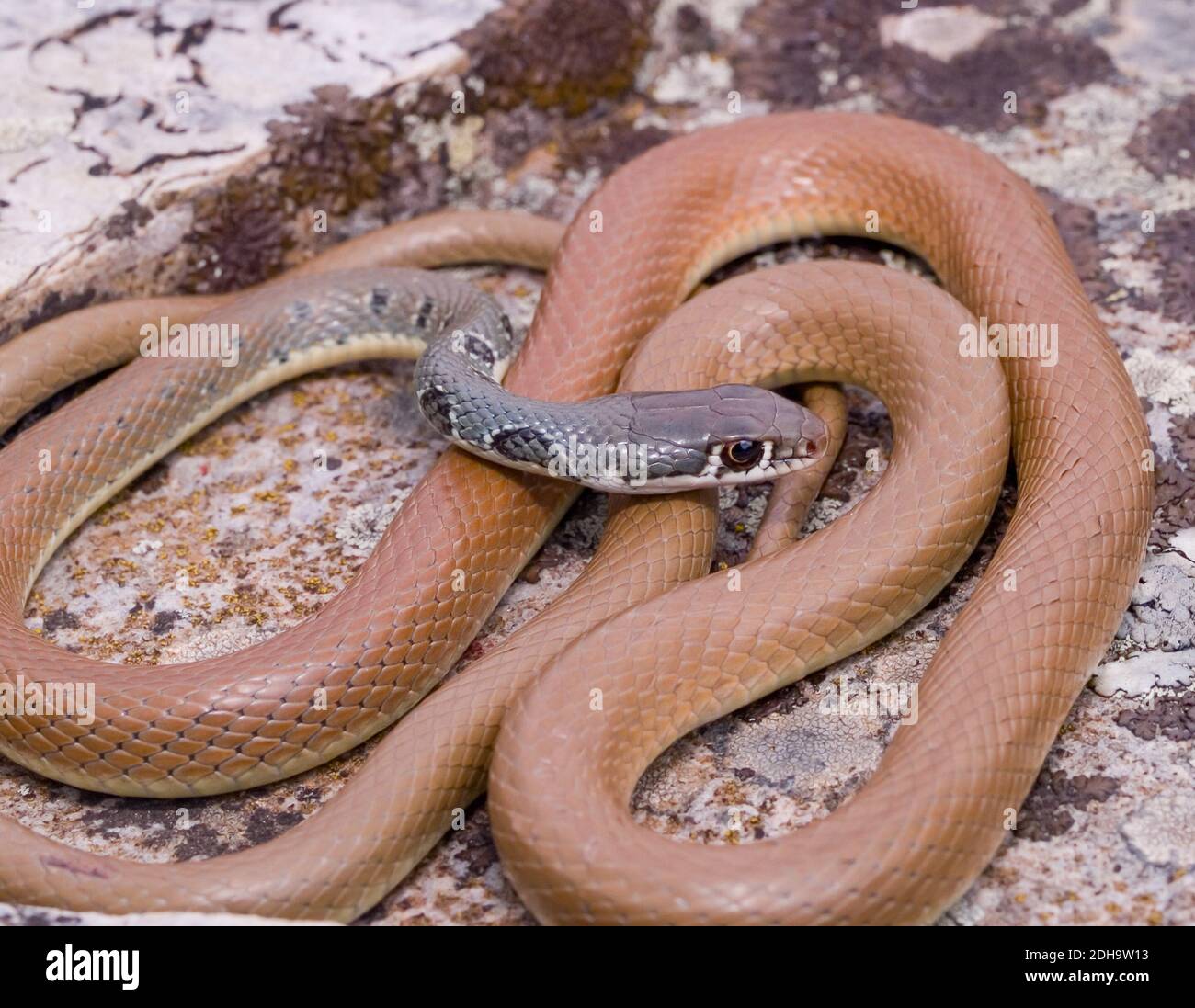 Schlanke Peitsche Schlange, platyceps najadum, ehemalige coluber najadum Stockfoto