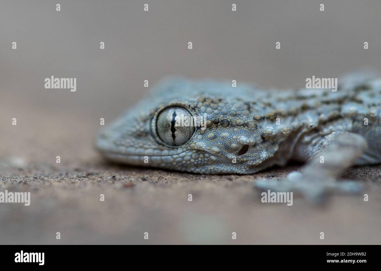 Eine Nahaufnahme eines gemeinen Wandgeckos, der auf einem kriecht Kalksteinwand in Malta mit einem verschwommenen Hintergrund Stockfoto
