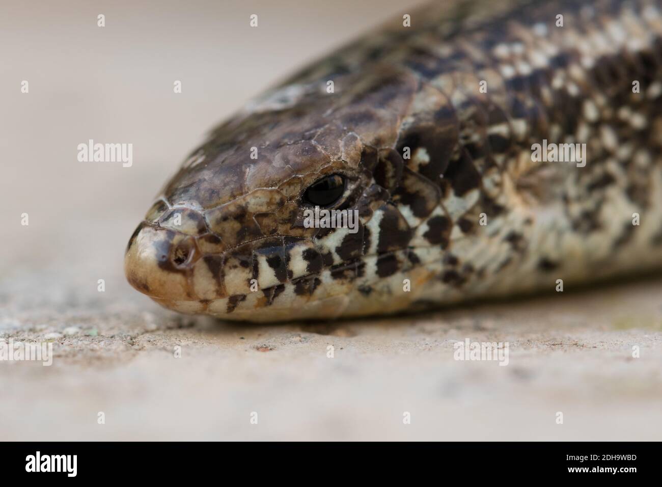 Eine Nahaufnahme eines auf dem Boden kriechenden Chalcides ocellatus Mit einem verschwommenen Hintergrund Stockfoto