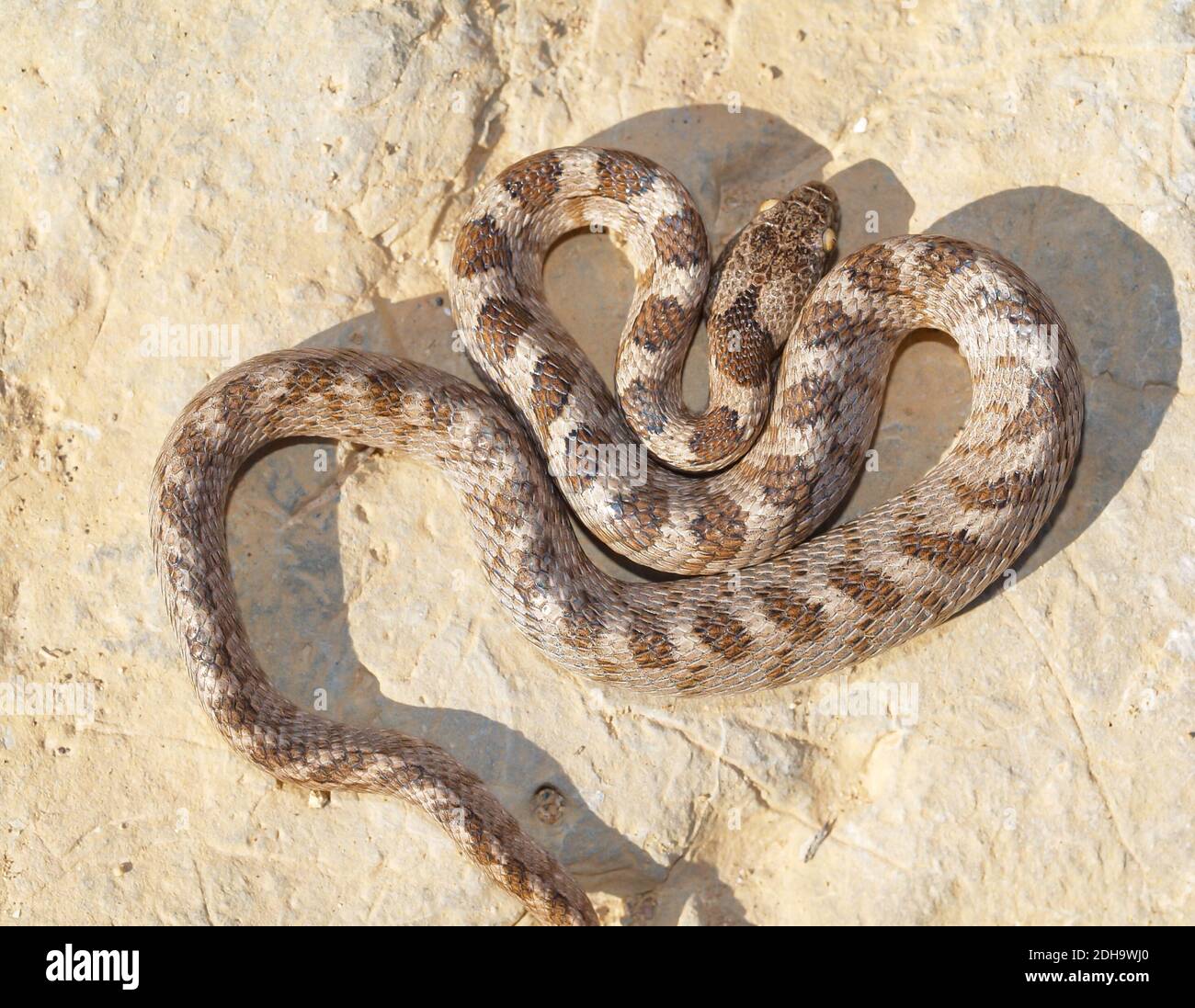 Mediterrane Katzenschlange, Telescopus fallax, soosan Schlange Stockfoto