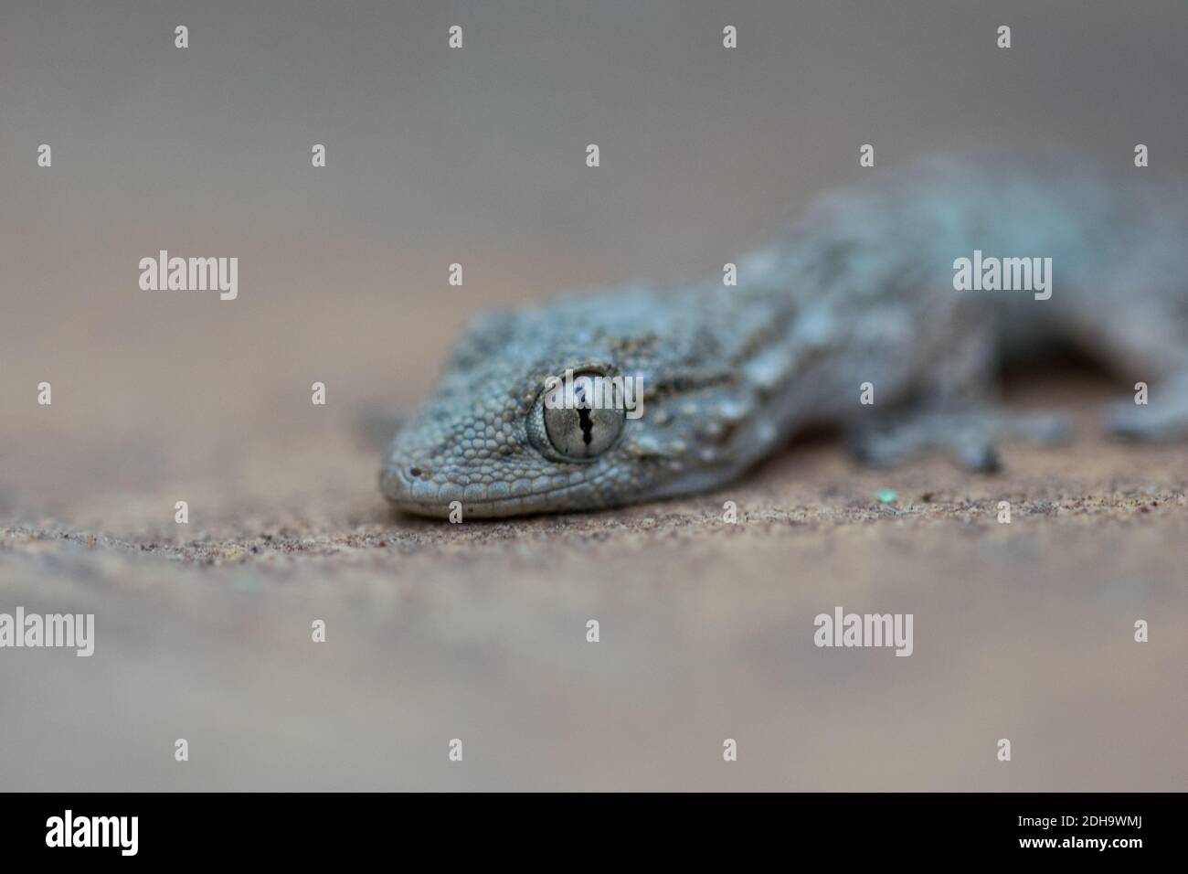 Eine Nahaufnahme eines gemeinen Wandgeckos, der auf einem kriecht Kalksteinwand in Malta mit einem verschwommenen Hintergrund Stockfoto
