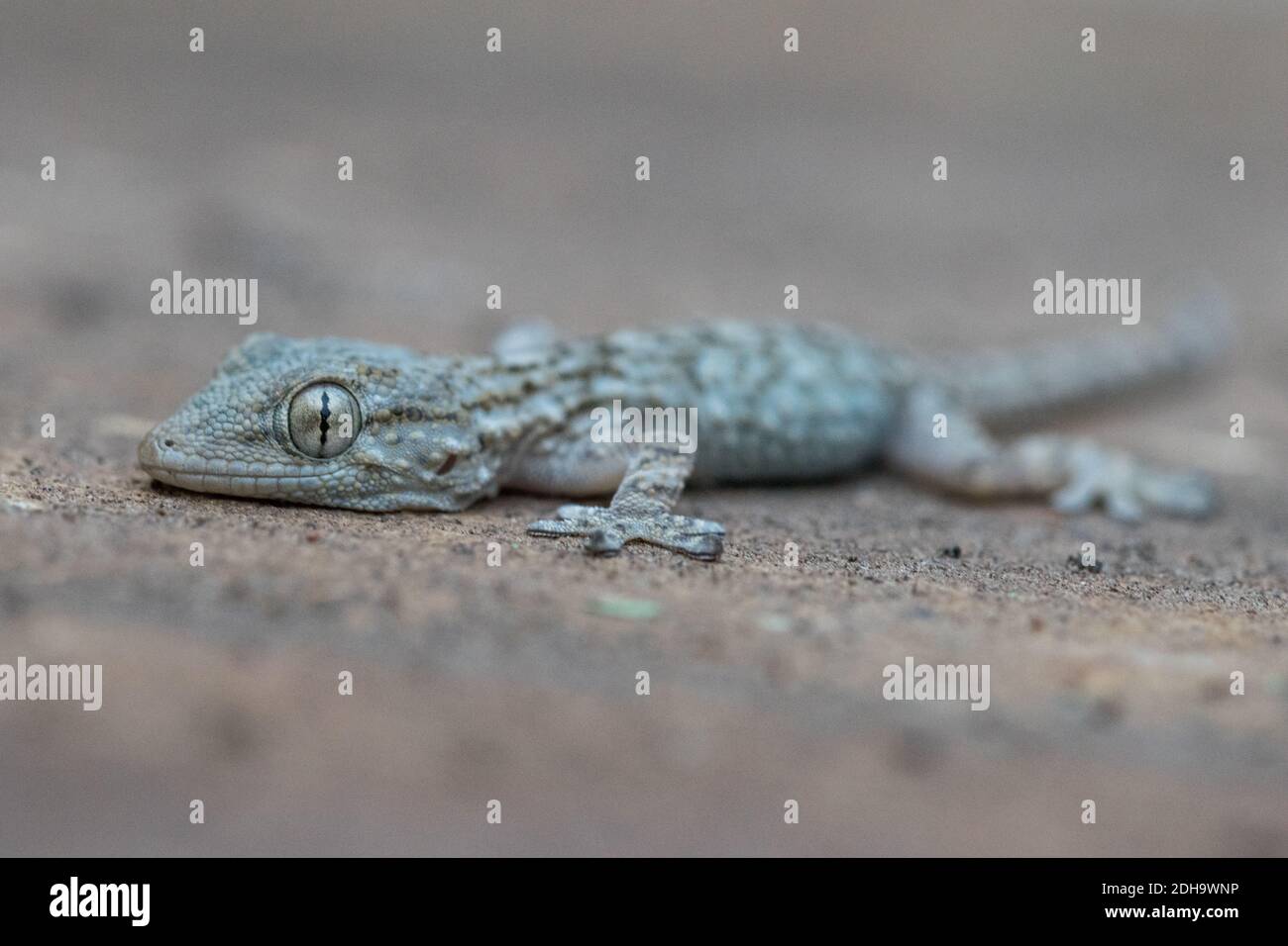 Eine Nahaufnahme eines gemeinen Wandgeckos, der auf einem kriecht Kalksteinwand in Malta mit einem verschwommenen Hintergrund Stockfoto
