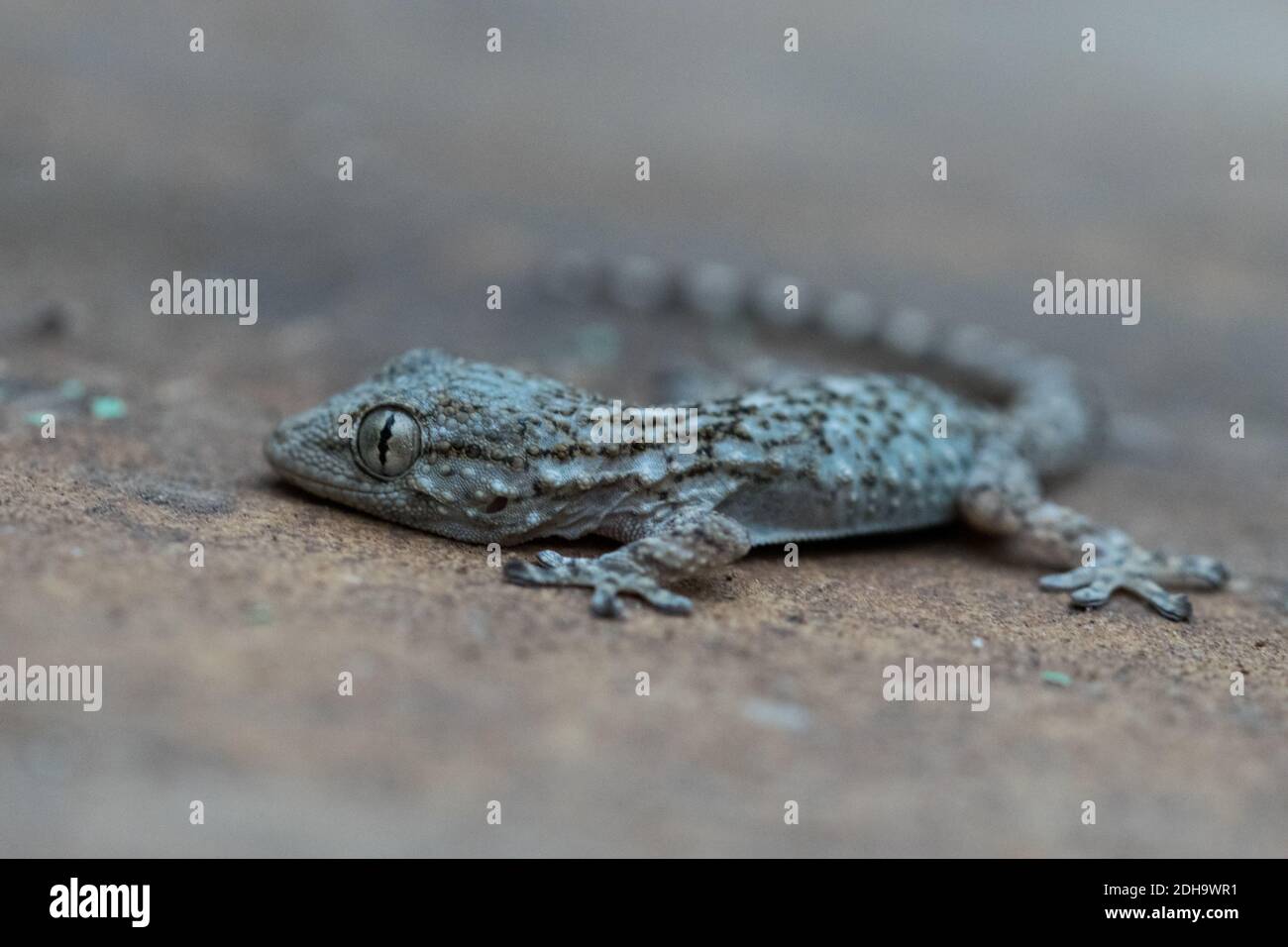 Nahaufnahme eines gemeinen Wandgeckos auf einem Kalkstein Wand in Malta mit einem verschwommenen Hintergrund Stockfoto