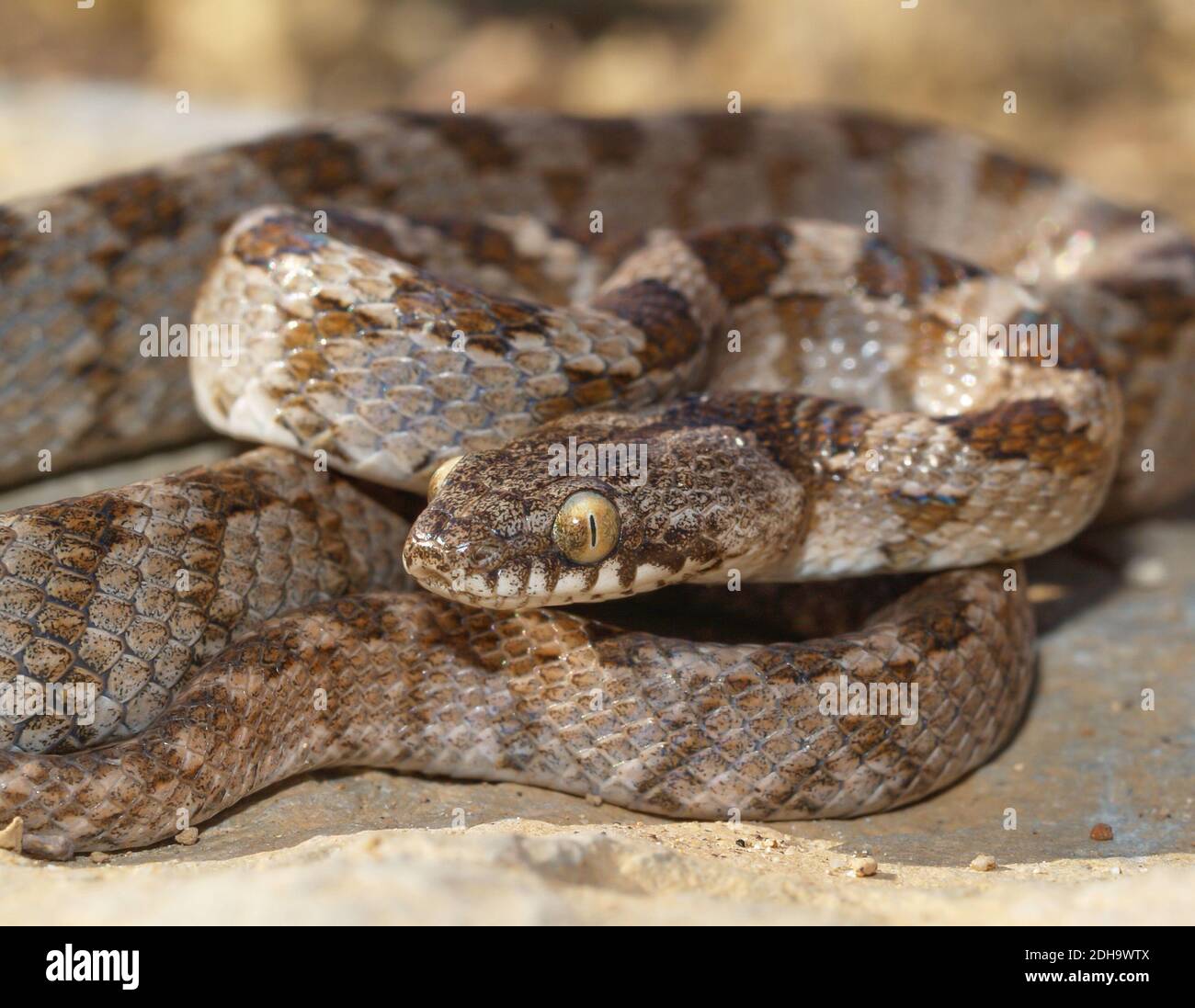 Mediterrane Katzenschlange, Telescopus fallax, soosan Schlange Stockfoto
