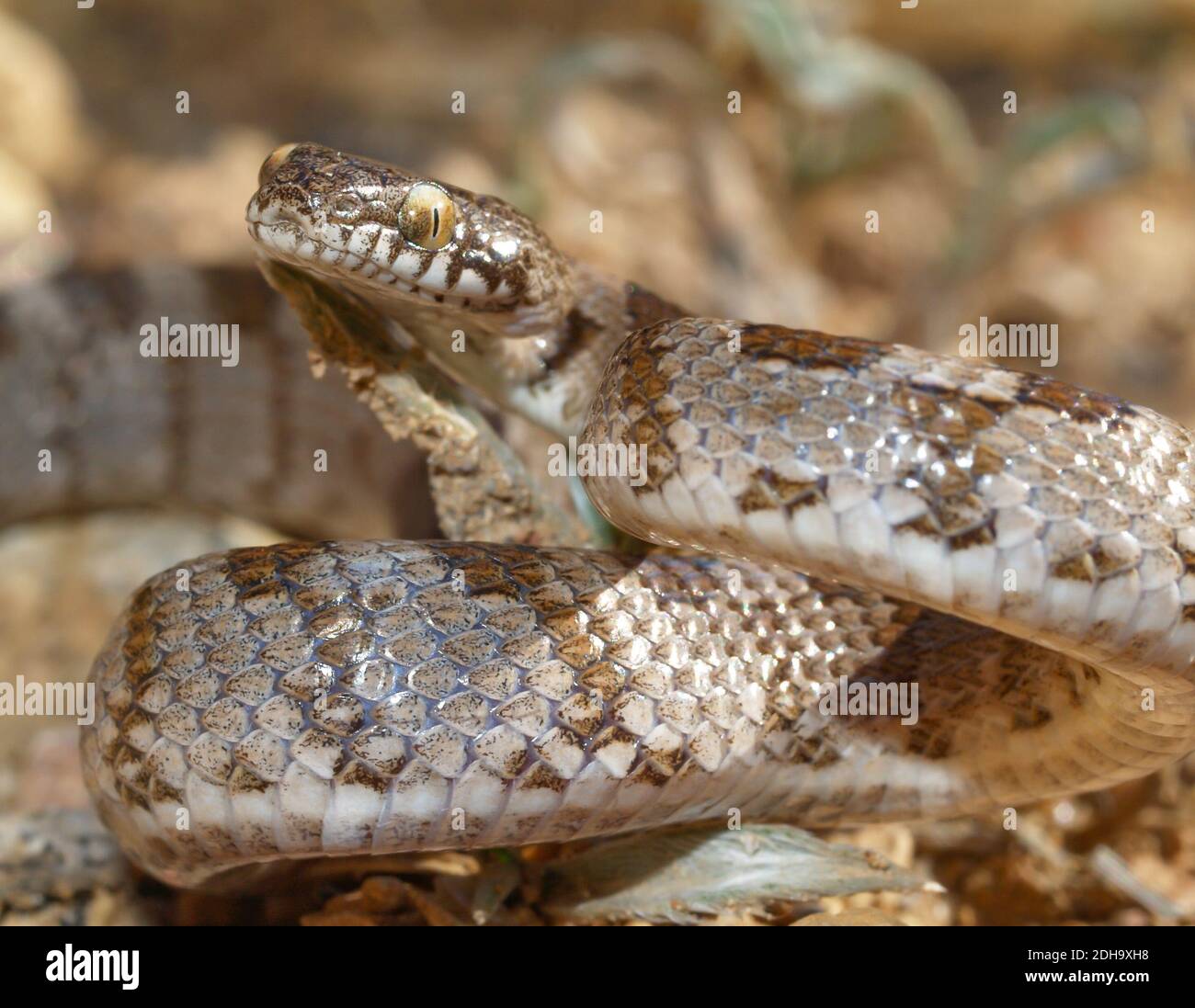 Mediterrane Katzenschlange, Telescopus fallax, soosan Schlange Stockfoto