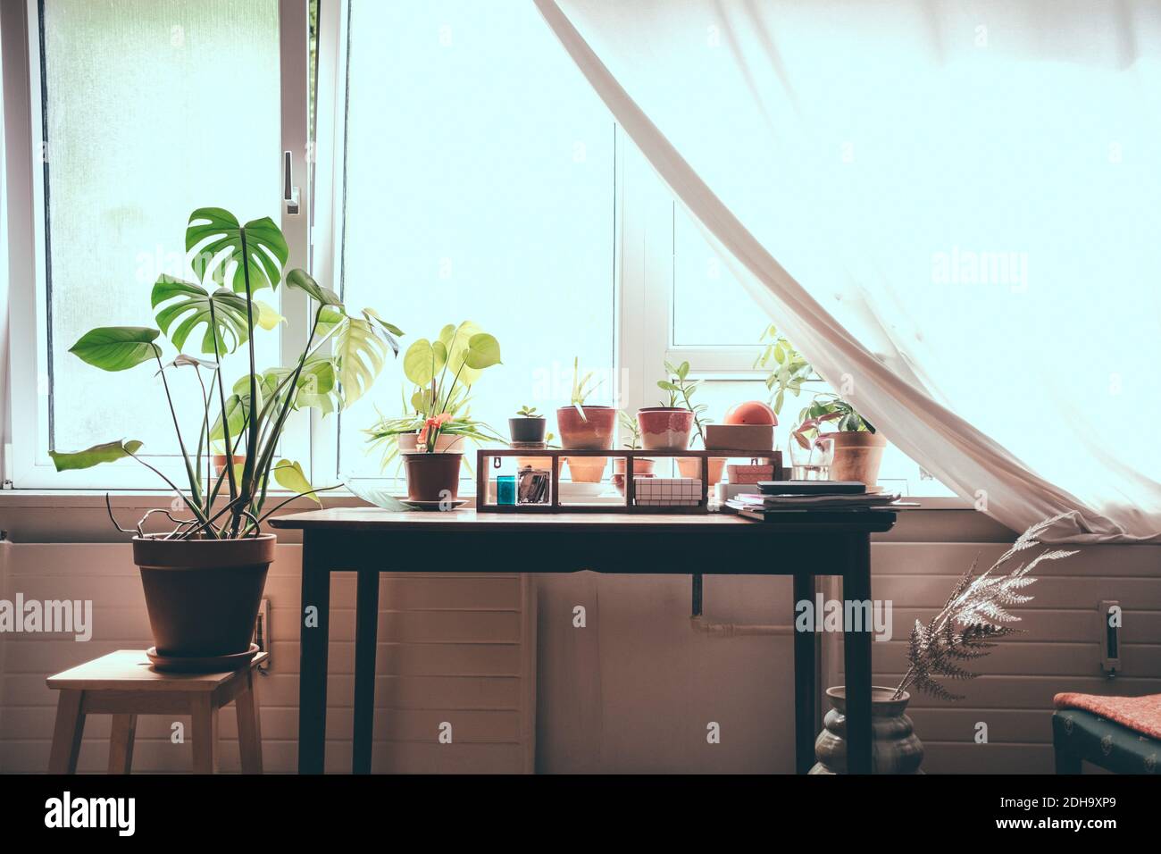Zimmerpflanzen auf Tisch für Fenster zu Hause Stockfoto