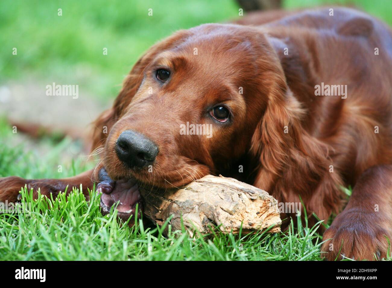 Nette glücklich irish Setter Haustier Hund Welpen Kauen ein Holz Stick in  das Gras Stockfotografie - Alamy