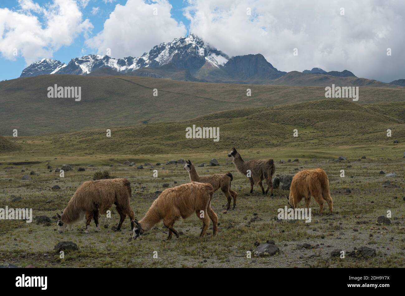 Lamas-Herde im Cotopaxi-Nationalpark, Ecuador mit dem ausgestorbenen Vulkan Ruminahui im Hintergrund, Januar 2018. Stockfoto