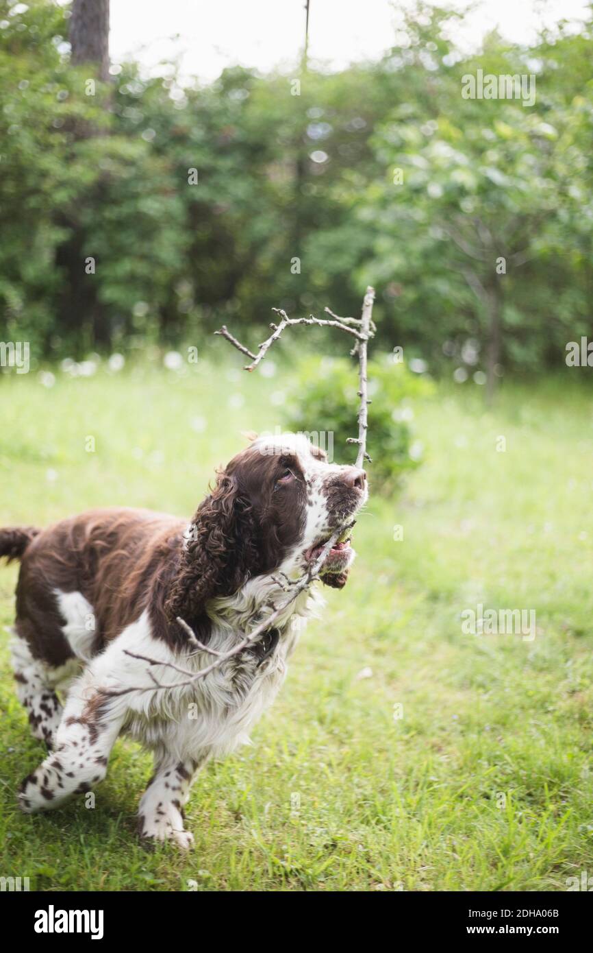 Englisch Springer Spaniel läuft mit Stock auf Gras im Rücken Hof Stockfoto