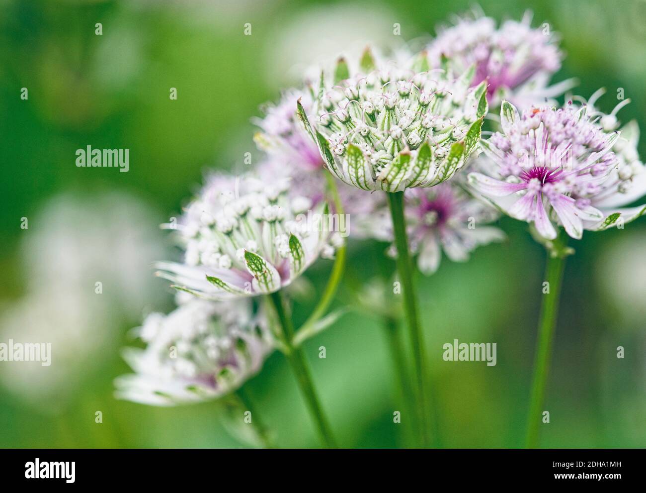 Astratia 'Great Masterwort', Astratia Major, bärenfarbene Blüten, die im Freien wachsen. Stockfoto