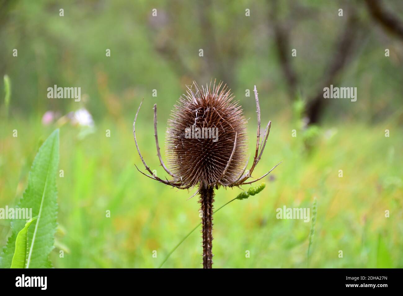 Cardoondistel (Dipsacus fullonum), getrocknet in einem Feld von Mandeln und Gras. Stockfoto