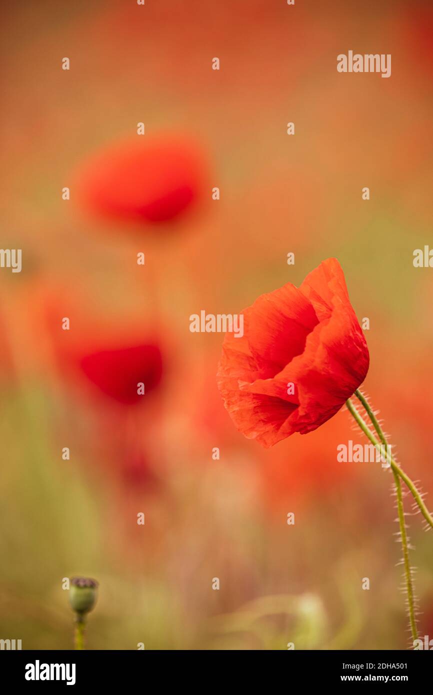 Mohn, Papaveraceae, Seitenansicht der rot gefärbten Blume, die im Freien wächst. Stockfoto