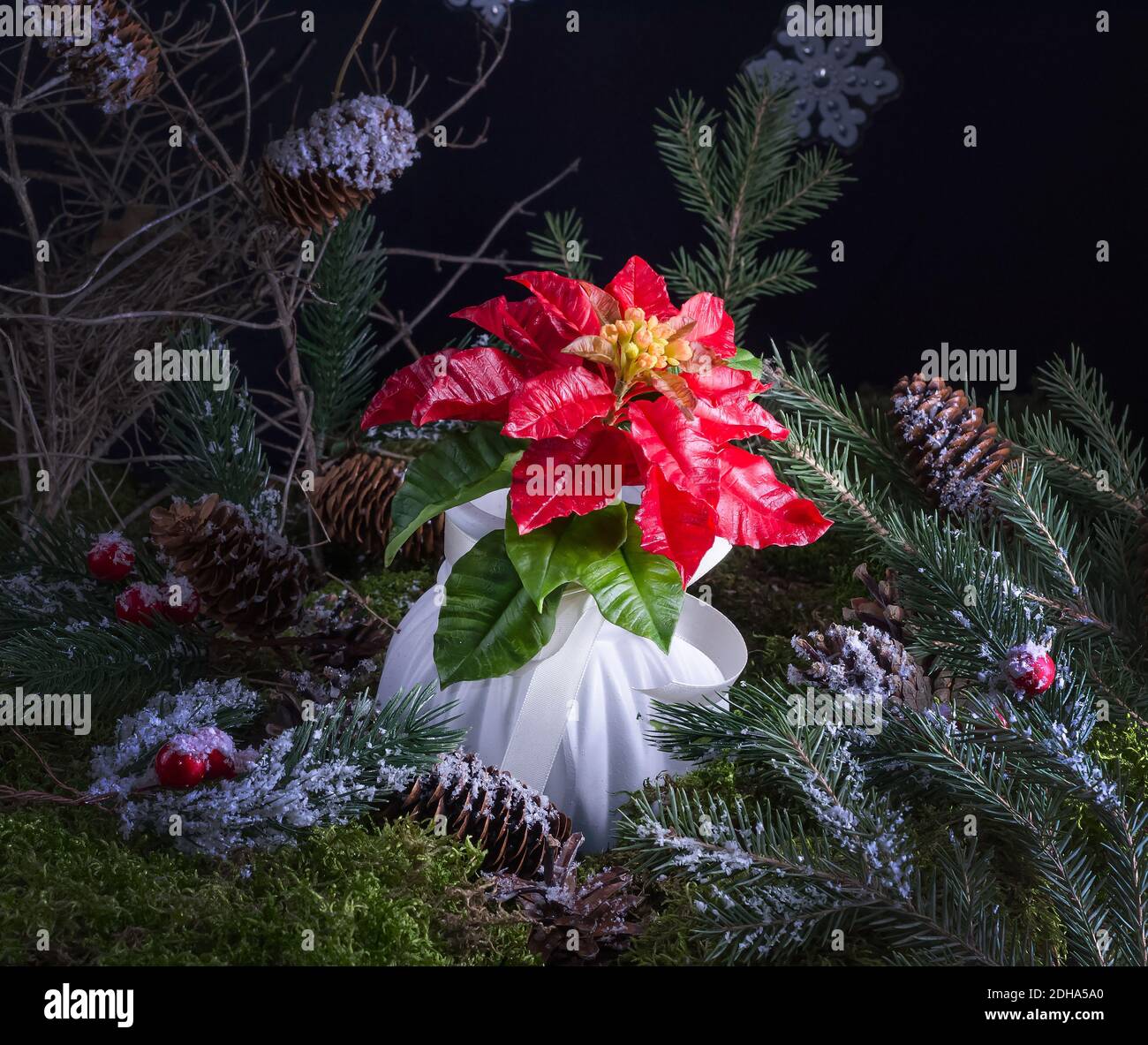 Weihnachten Heimtextilien - Anordnung der Weihnachtssterne Blume auf natürlichem Moos Hintergrund, Heimtextilien Idee Stockfoto