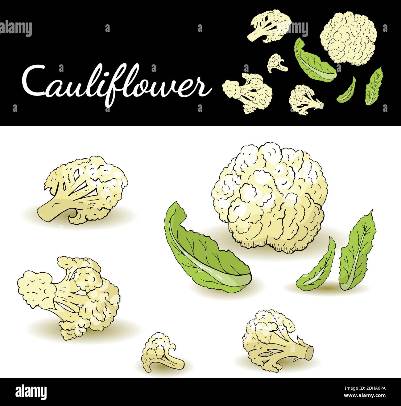 Blumenkohl ganze und Scheiben isoliert auf weißem Hintergrund Vektor-Illustration. Food Illustration für Café, Markt, Menü-Design. Stock Vektor