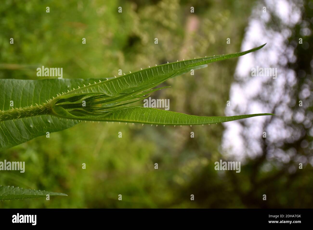 Cardoondistel (Dipsacus fullonum) in vollem wuchs, gerader und dorniger Stängel. Stockfoto