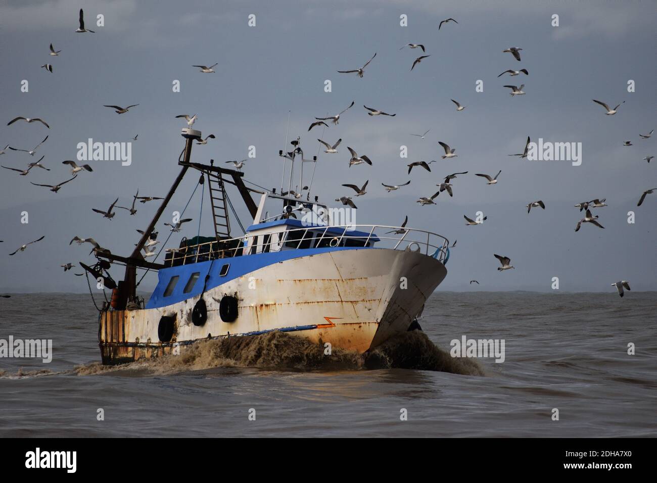 Ein Fischerboot aus dem Meer fährt in den Hafen von Fiumicino, Italien. Schwärme von Möwen streben nach Fischen. Schlammiges Wasser. Stockfoto