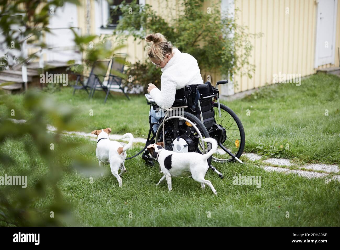 Junge behinderte Frau im Rollstuhl mit Hunden im Hof Stockfoto