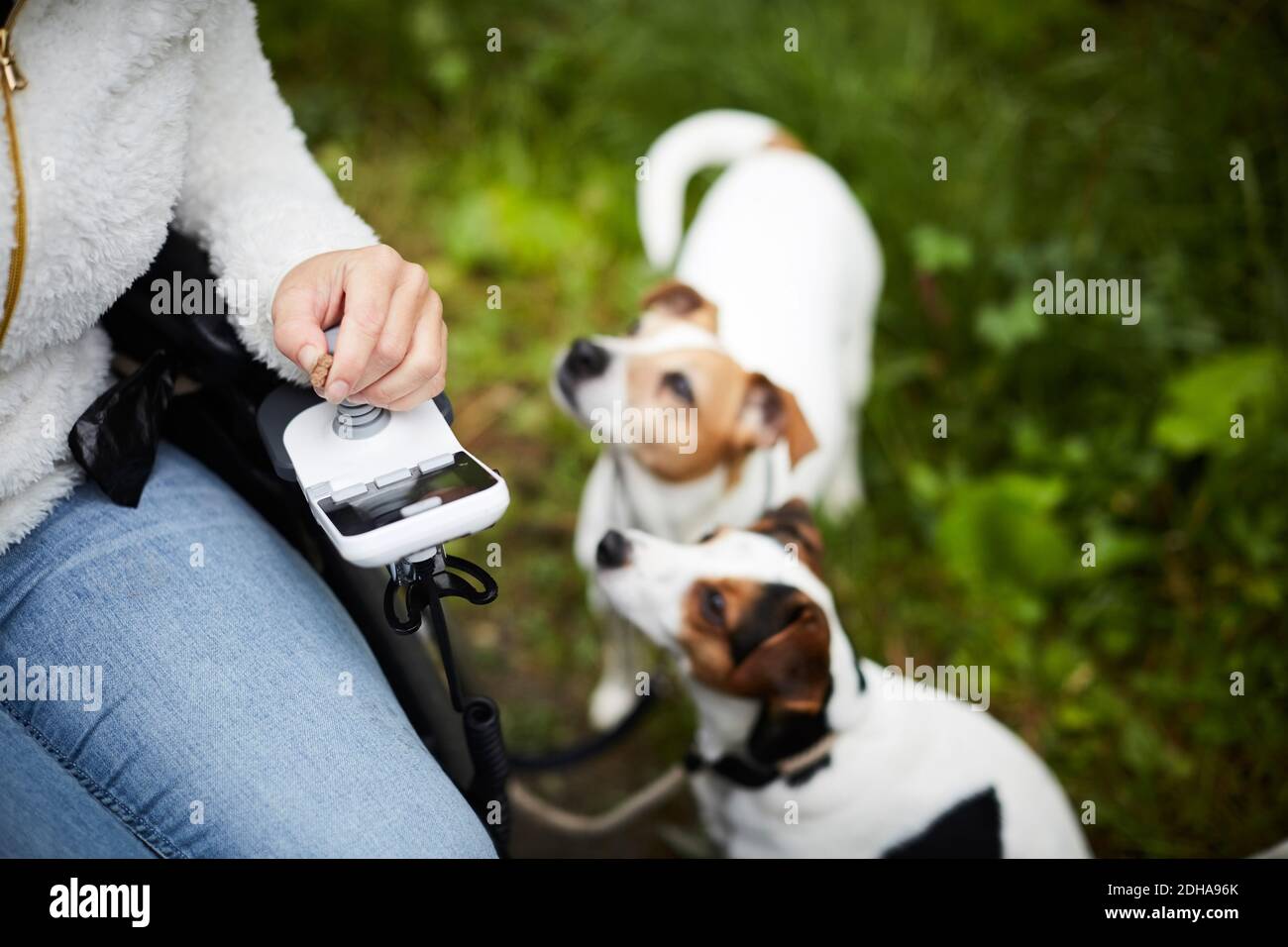 Zugeschnittenes Bild von behinderter Frau im Rollstuhl mit Hunden im Freien Stockfoto