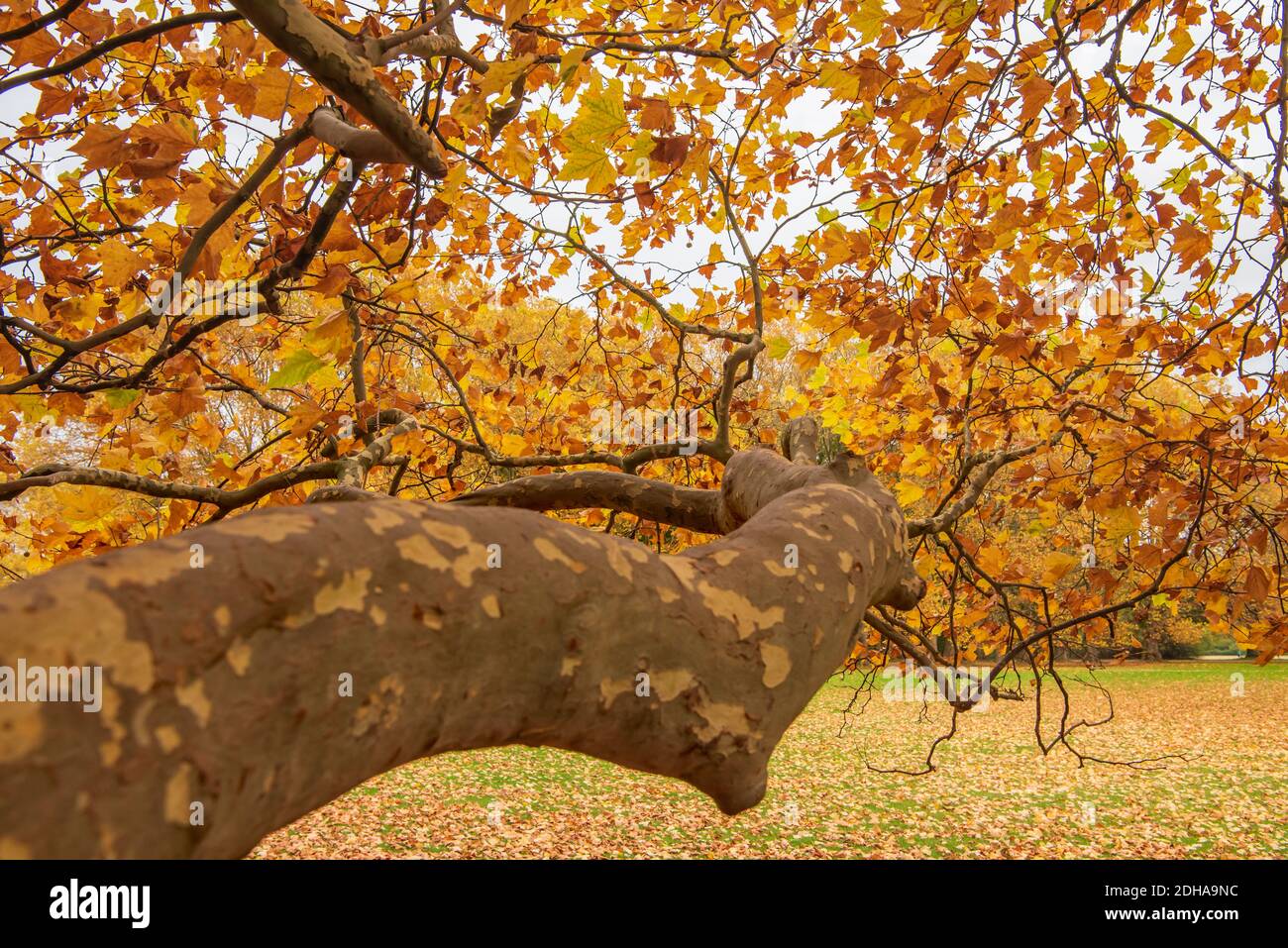 Herbst Farben Stockfoto