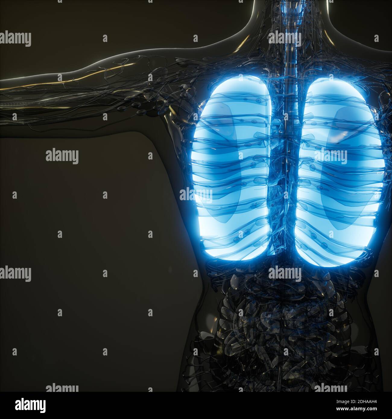 Die menschliche Lunge Radiologie Prüfung Stockfoto