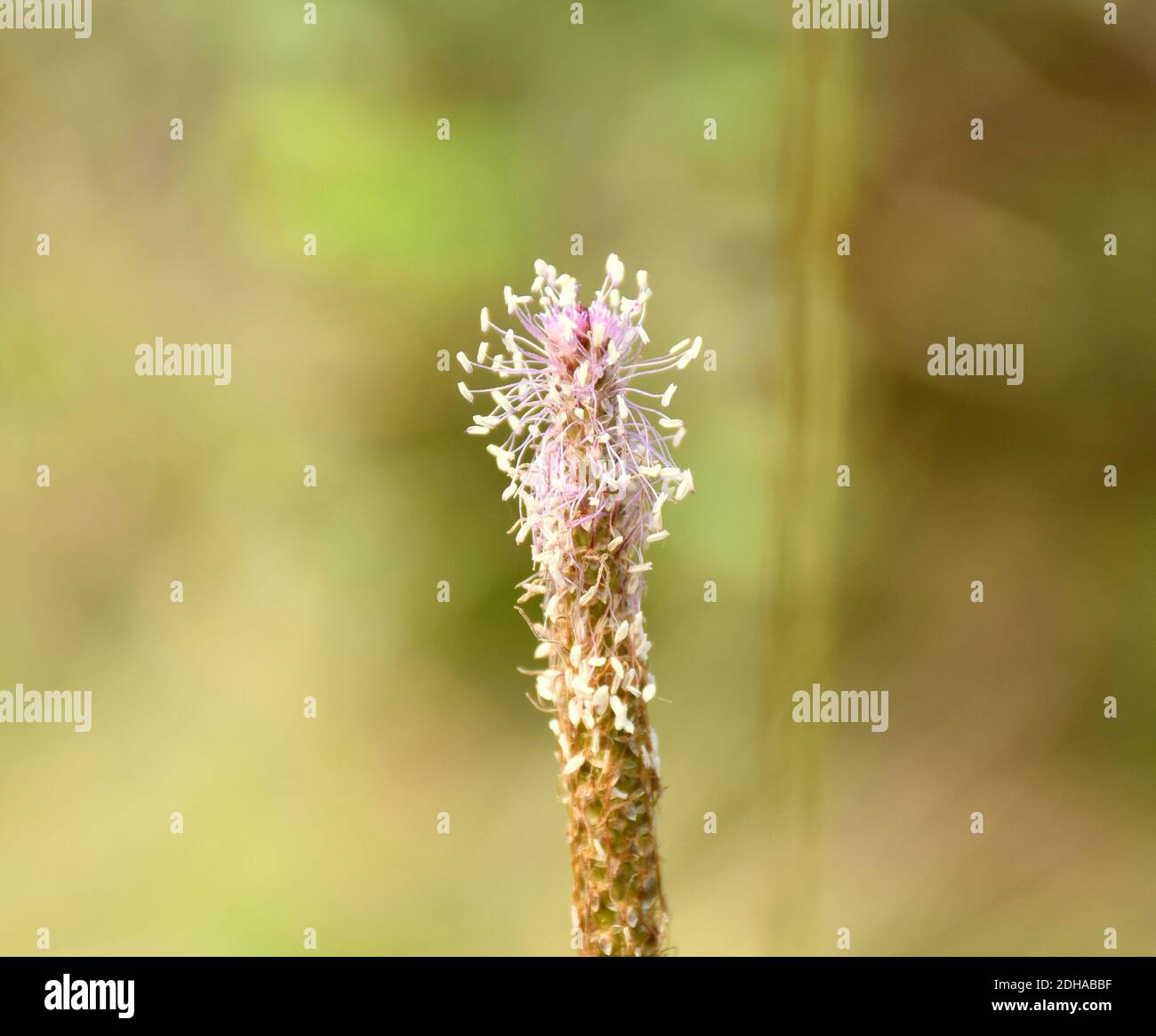 Detail der Wegerich Blume (Plantago Major) in terrassenförmig angelegten Grasfeld. Stockfoto