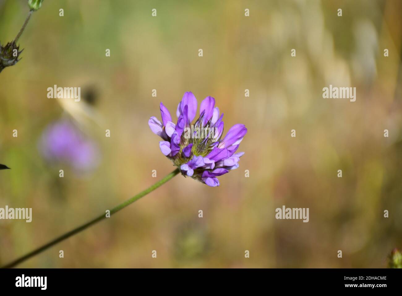 Stinkende Kleeblatt (Bituminaria bituminous) Blume, blau-violette Blütenkrone. Stockfoto