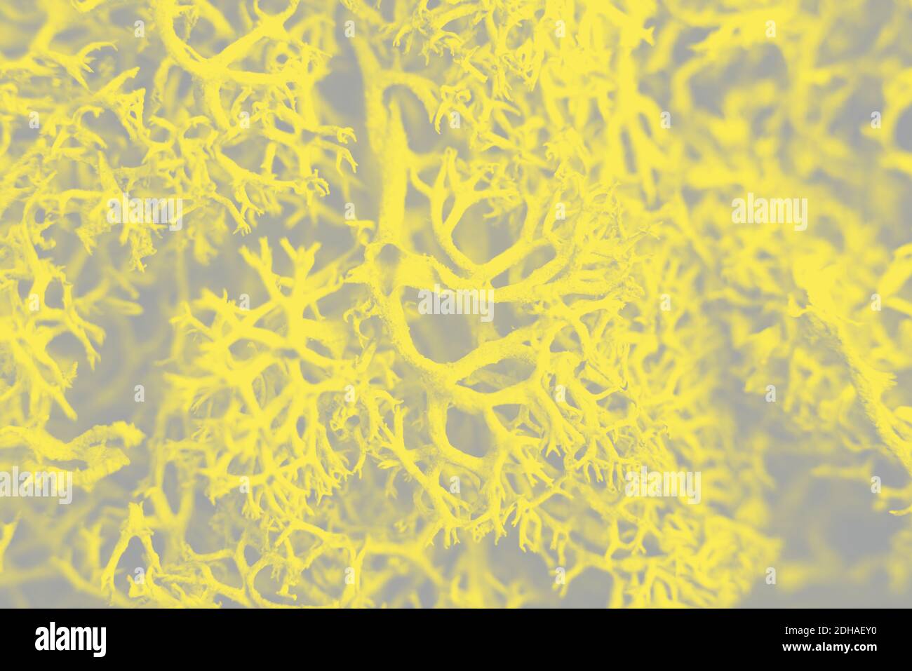 Nahaufnahme schöne strukturierte sphagnum Moos Hintergrund. Trendige Farben. Gelb und Grau. Demonstration Von Color 2021. Stockfoto