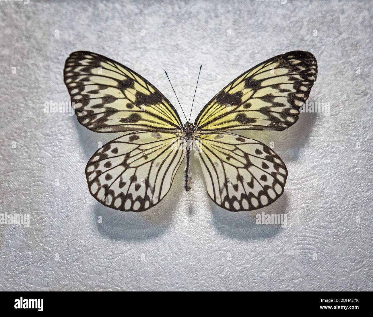 Tropischer Schmetterling Idee weiß Idee leuconoe lat. Stockfoto