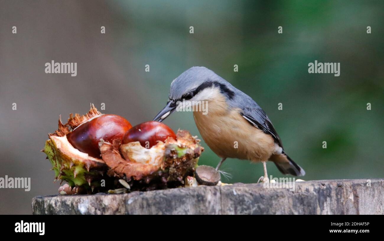 Eurasischer Nuthatch sammelt Nahrung im Wald Stockfoto