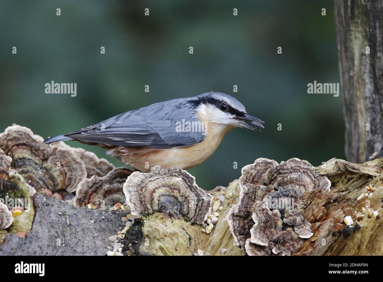 Eurasischer Nuthatch sammelt Nahrung im Wald Stockfoto