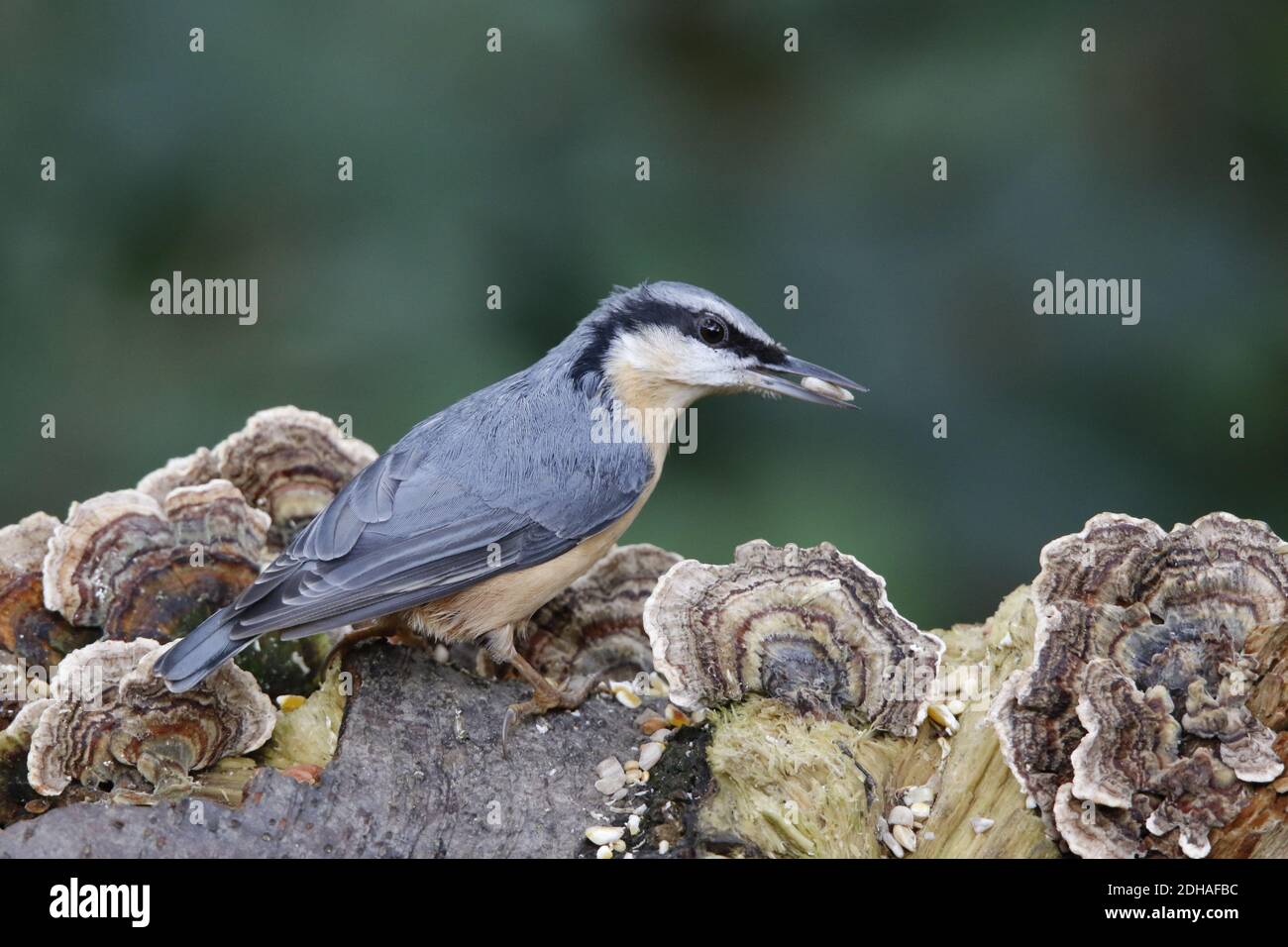 Eurasischer Nuthatch sammelt Nahrung im Wald Stockfoto