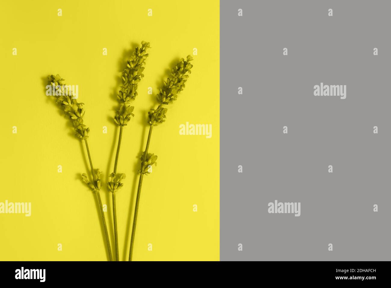 Viele schöne Lavendelblüten auf dem gelben und grauen Hintergrund. Trendige Farben. Gelb und Grau. Demonstration Von Color 2021. Stockfoto