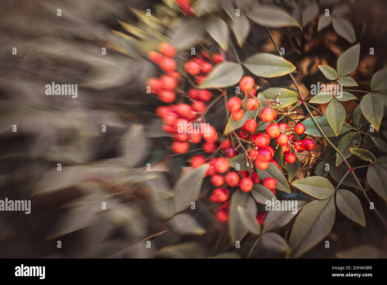 Winter, Weihnachten Hintergrund. Holly Beeren mit grünen Blättern, Vollformat, selektiver Fokus Stockfoto