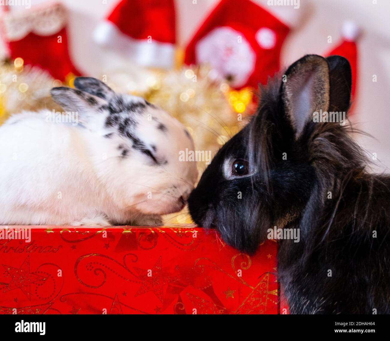 Zwei niedliche Tierkaninchen küssen zu Weihnachten Stockfoto