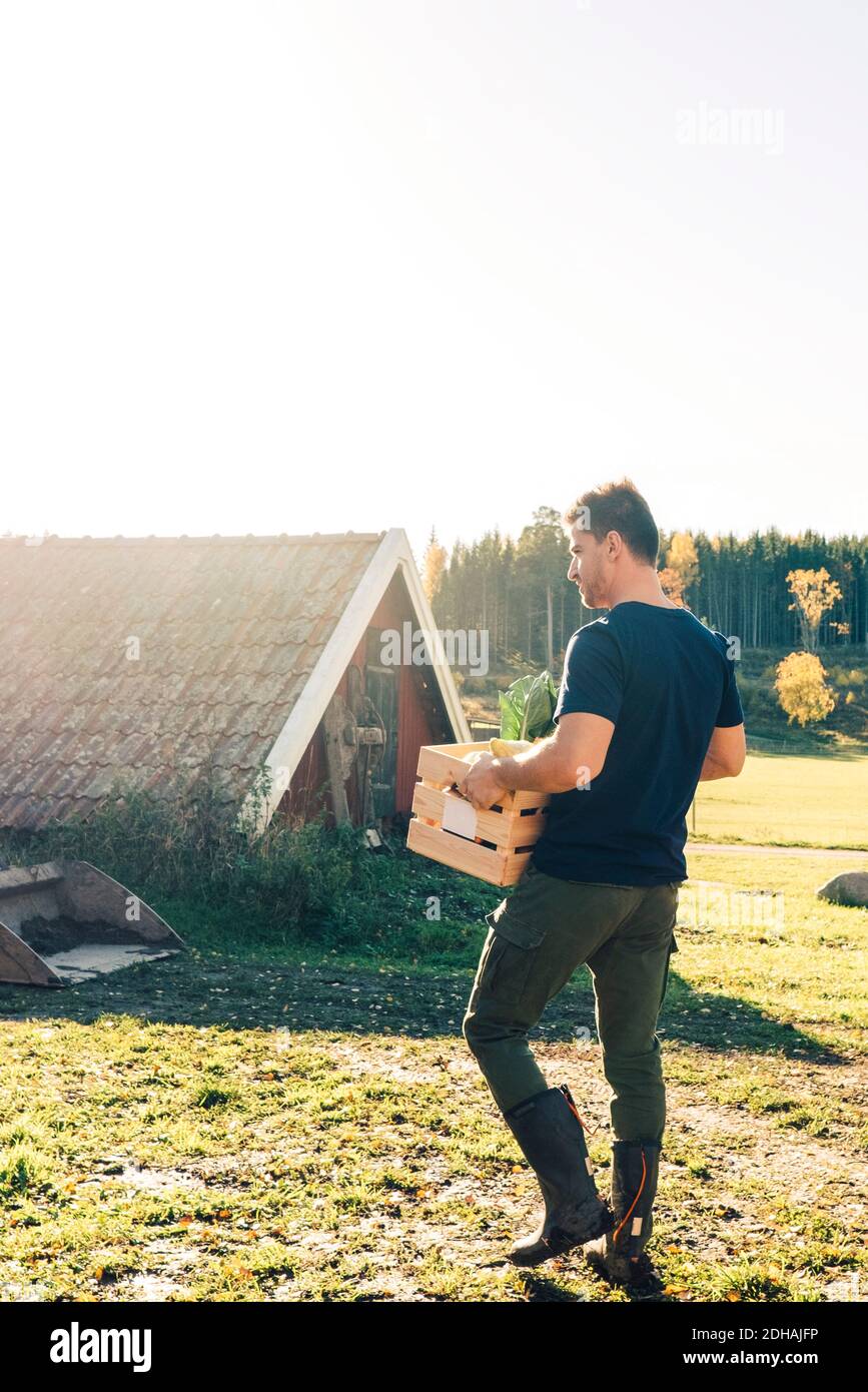 Durchgehende Rückansicht des Mannes mit mittlerem Erwachsenen, der eine Kiste trägt Auf Bio-Bauernhof Stockfoto Durchgehende Rückansicht des Mannes mit mittlerem Erwachsenen, der eine Kiste trägt Auf Bio-Bauernhof Stockfoto