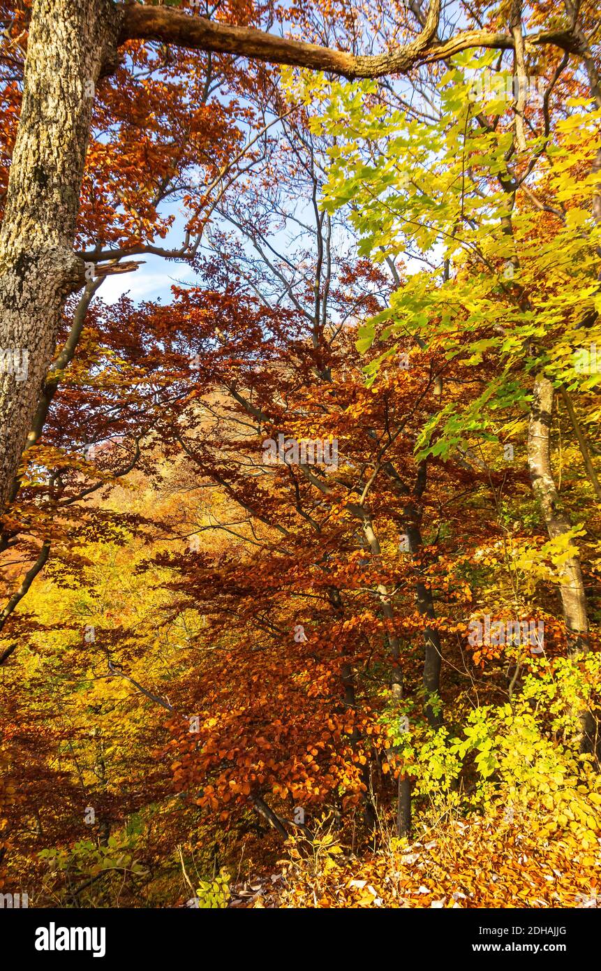 Bunte Laub von Bäumen und Sträuchern verbreitet Herbststimmung. Stockfoto