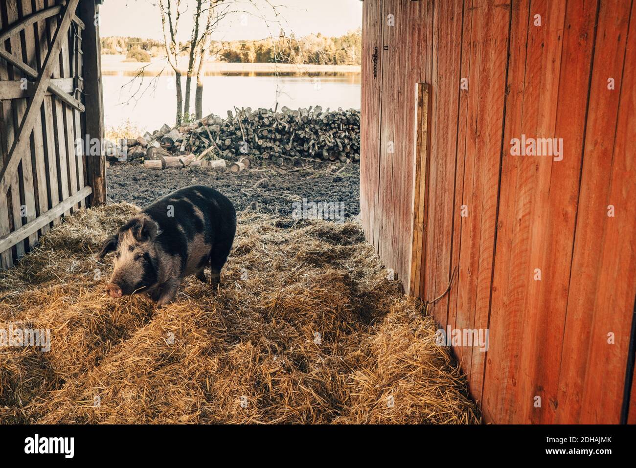 Schwein geht auf Stroh in der Scheune Stockfoto