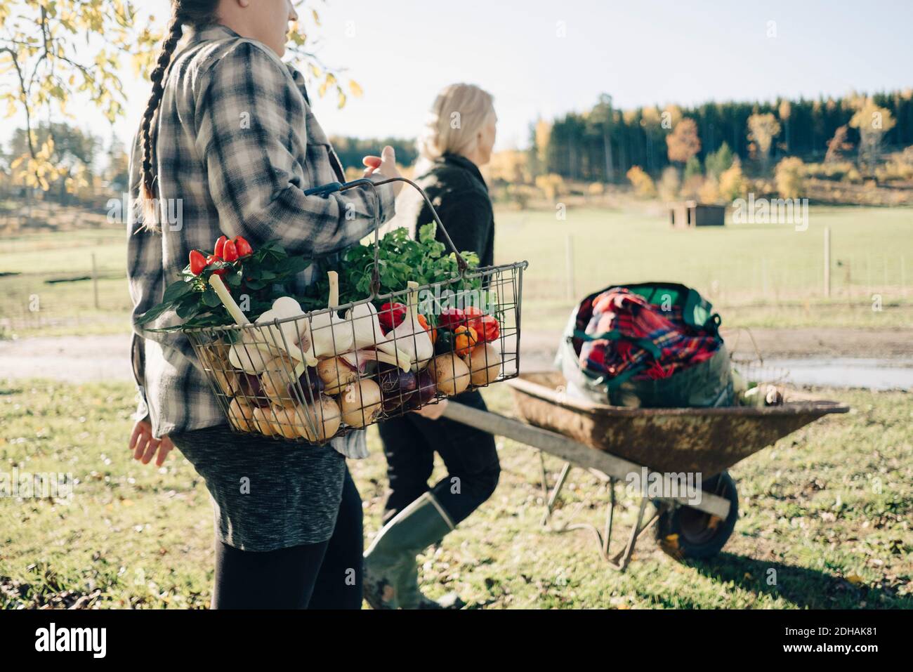 Mittelteil der mittleren erwachsenen Farmerin mit Korb voll Gemüse von Freund schieben Schubkarre auf Feld Stockfoto