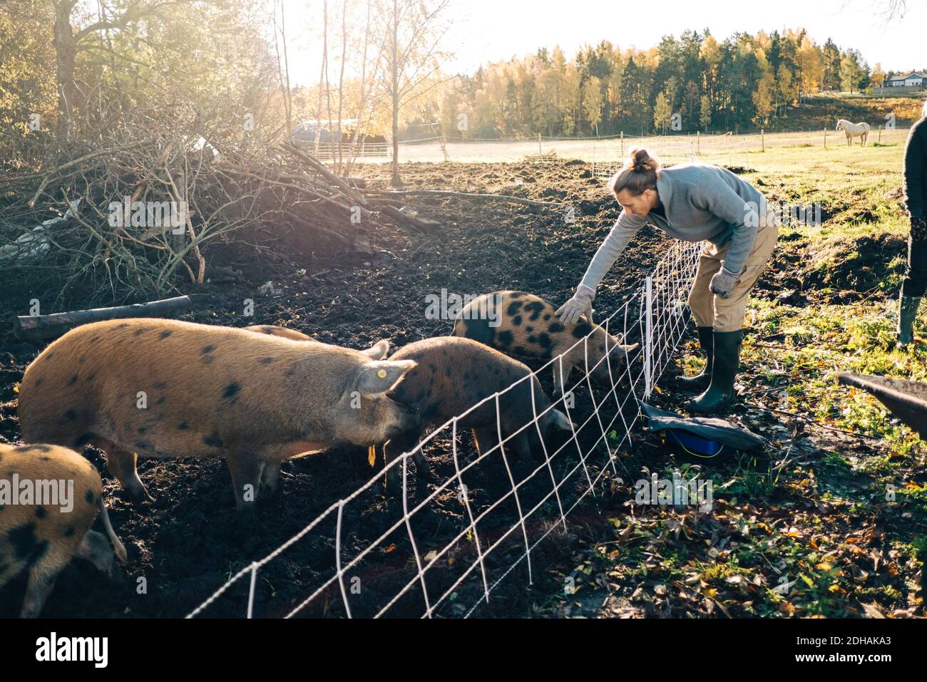 Volle Länge der Landwirt Streichelschwein in Tierhaltung an Bio-Bauernhof Stockfoto