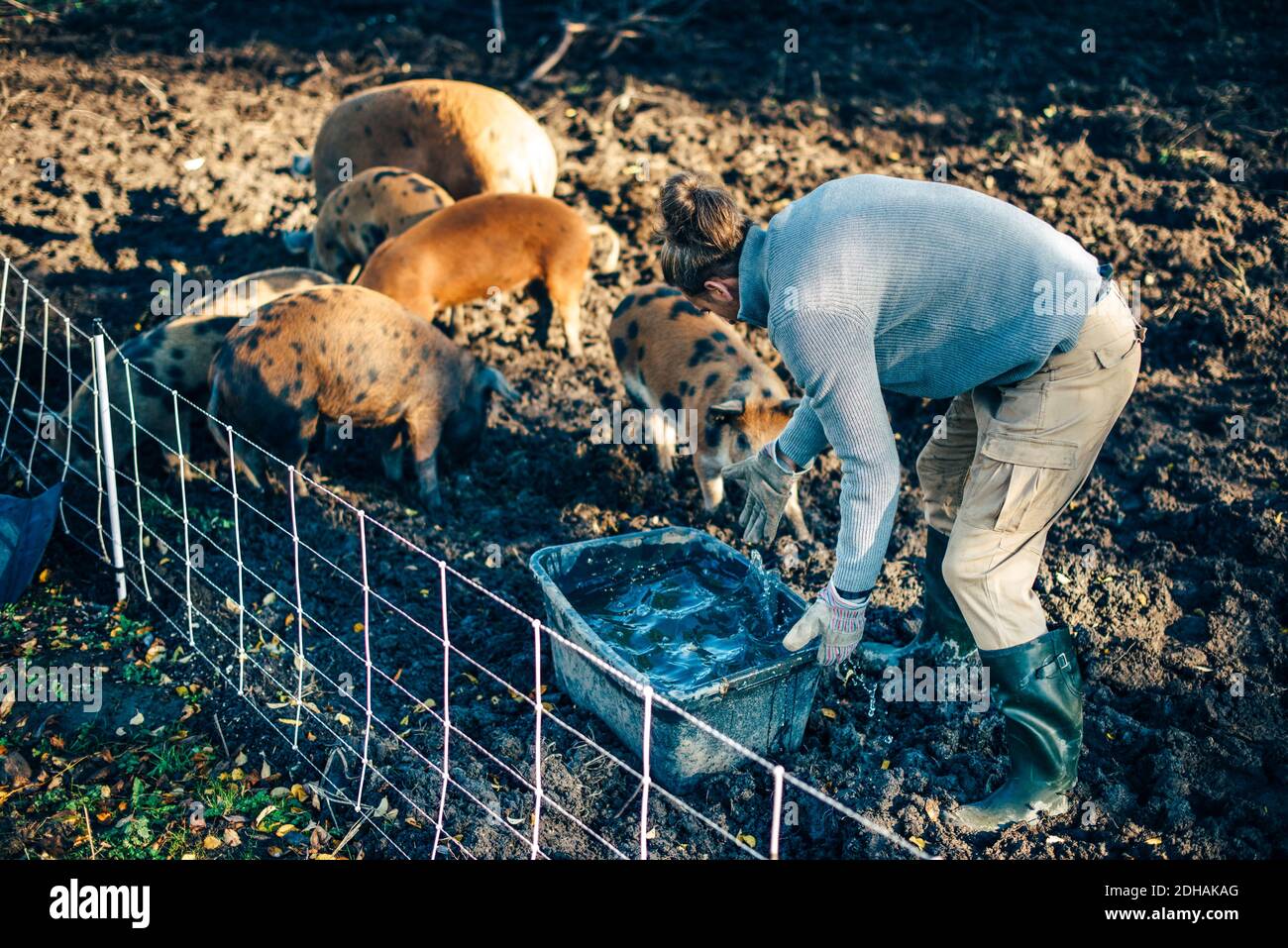 Mid adult männlichen Landwirt kümmert sich um Schweine bei Bio Bauernhof Stockfoto