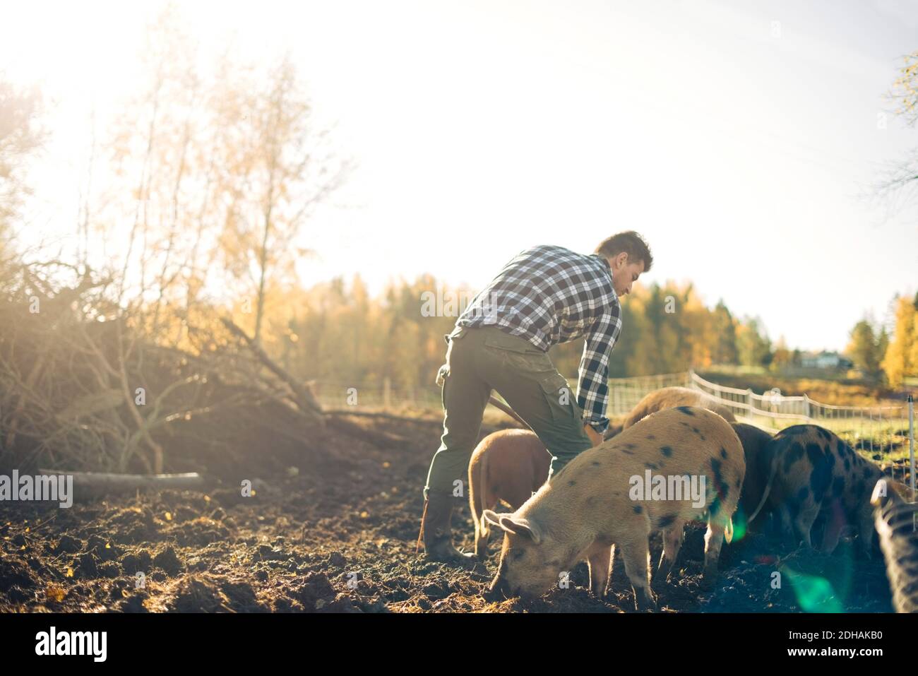 Mid adult männlichen Landwirt Fütterung Schweine auf Bio-Farm Stockfoto