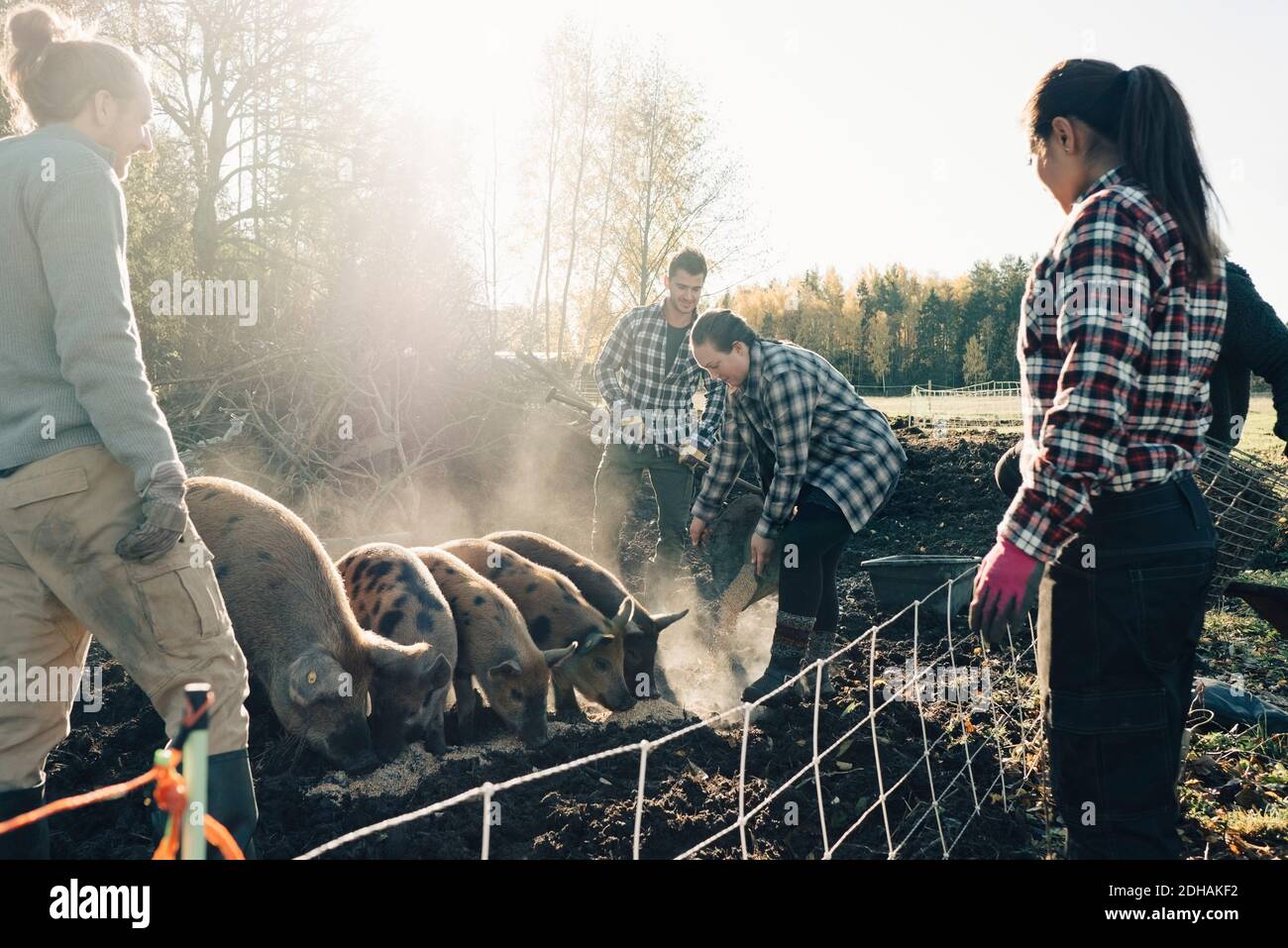 Multiethnische männliche und weibliche Landwirte füttern Schweine auf Bio-Farm Stockfoto