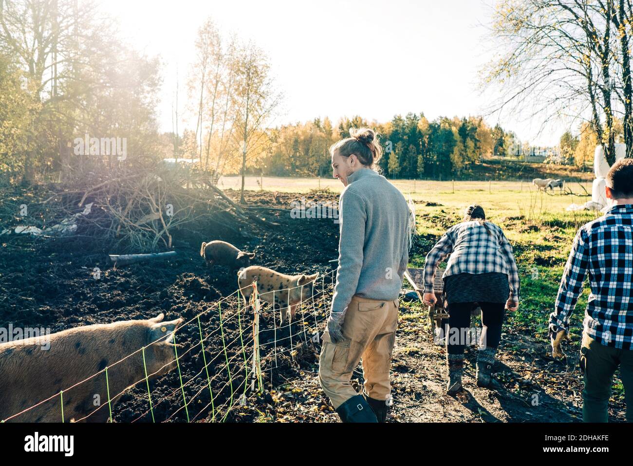 Männlicher Bauer, der Schweine ansieht, während Freunde bei Bio arbeiten Bauernhof Stockfoto