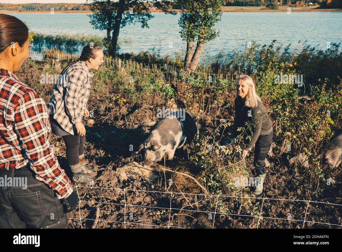 Weibliche Landwirte Fütterung Schwein auf Bio-Bauernhof Stockfoto