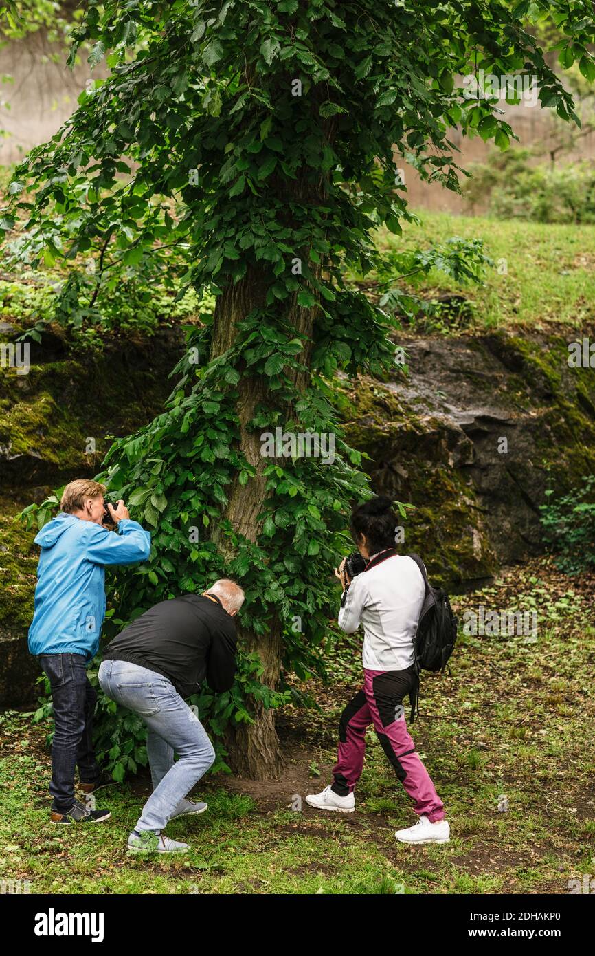 Weibliche Ausbilderin und ältere Männer fotografieren Baum während des Fotografiekurses Stockfoto