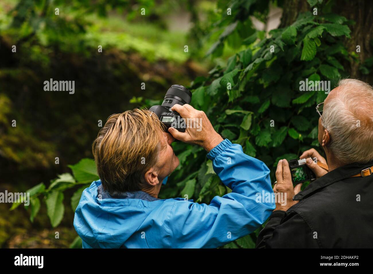 Ältere männliche Freunde fotografieren Baum durch die Kamera während der Fotografie Kurs Stockfoto