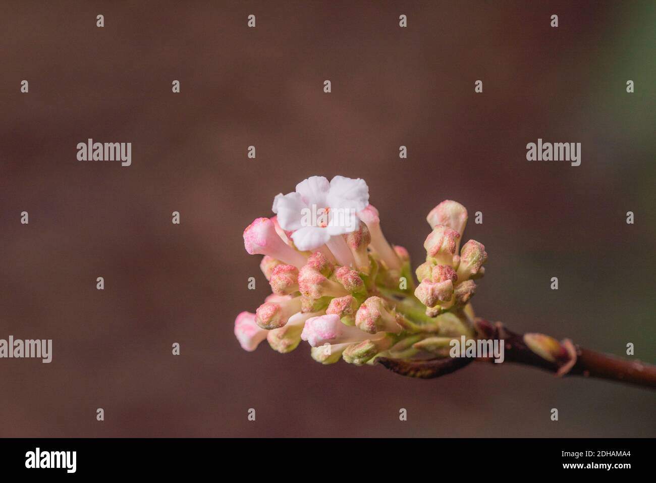 Ilex verticillata Stockfoto
