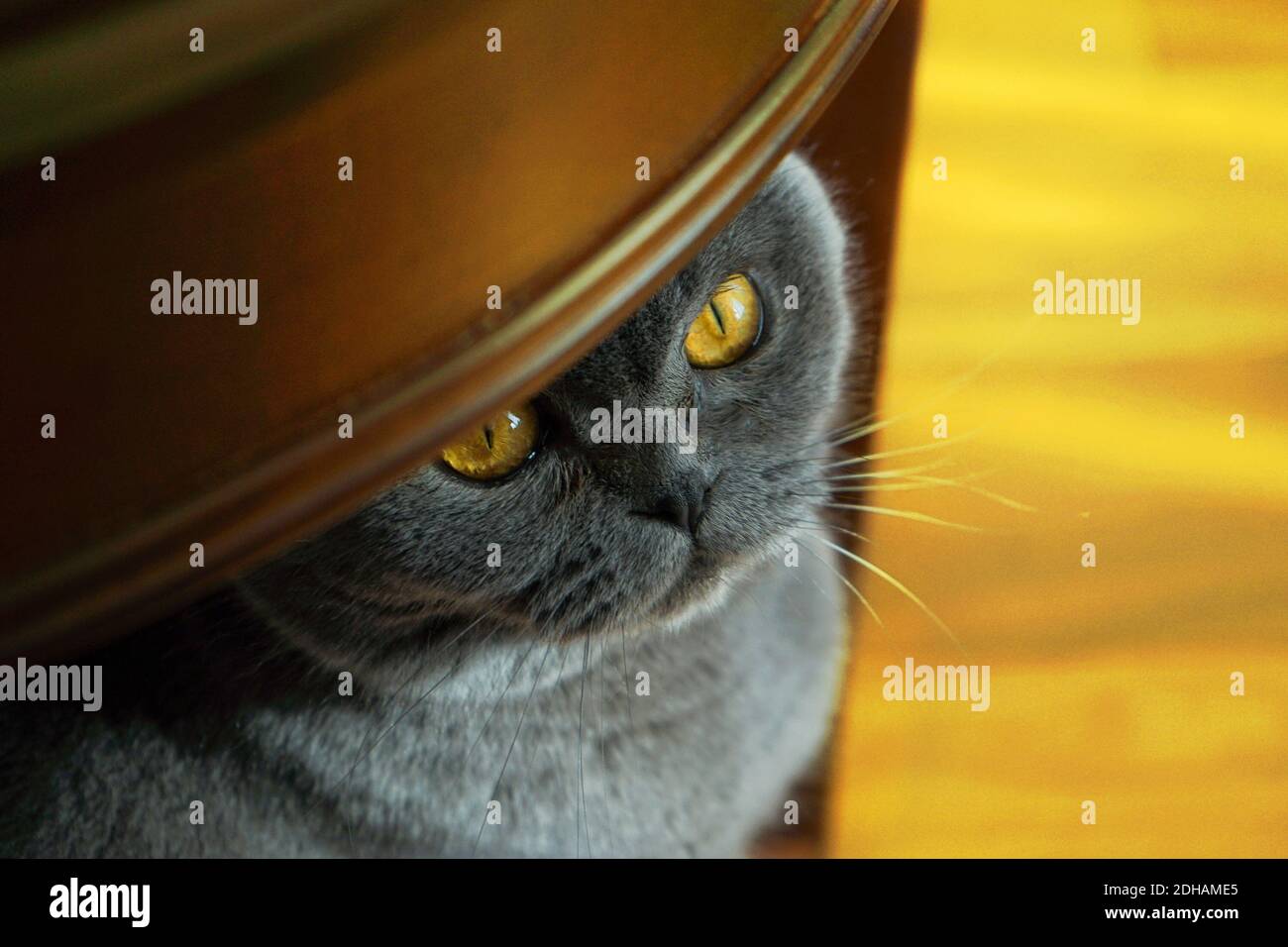 Graue britische Rasse Katze sitzt unter dem Tisch. Scotish Falte Katze in Wohnräumen. Konzept der Farbe des Jahres 2021 mit hellen leuchtenden Gelb- und Grautönen. Weichfokus, Nahaufnahme. Stockfoto