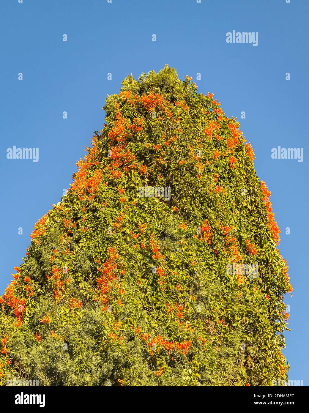 Ungewöhnlicher Baum über blauem Himmel Stockfoto