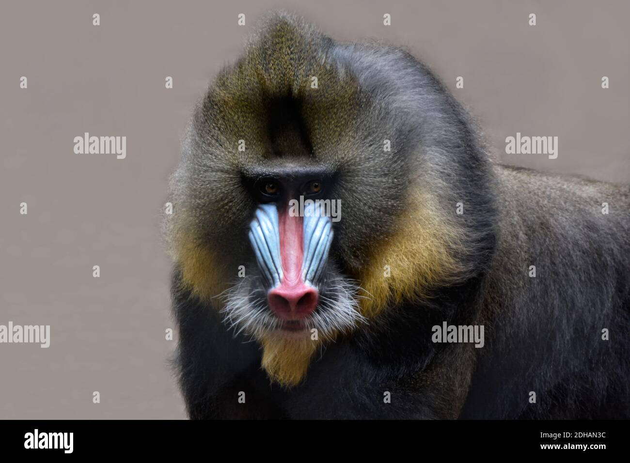 Mandrill Stockfoto